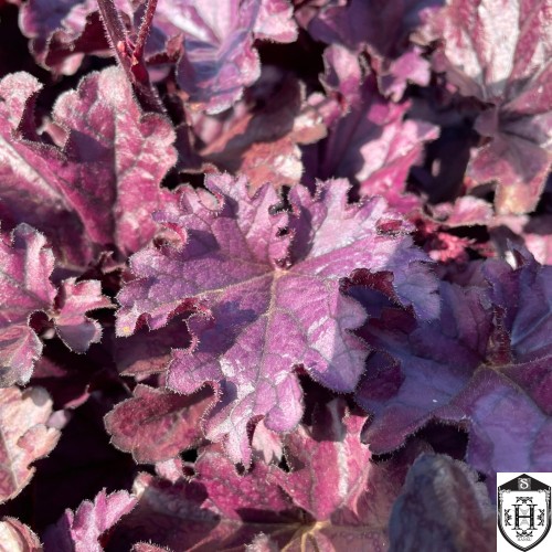 Heuchera 'Forever Purple' - Helmikpööris 'Forever Purple' P11/0,75L